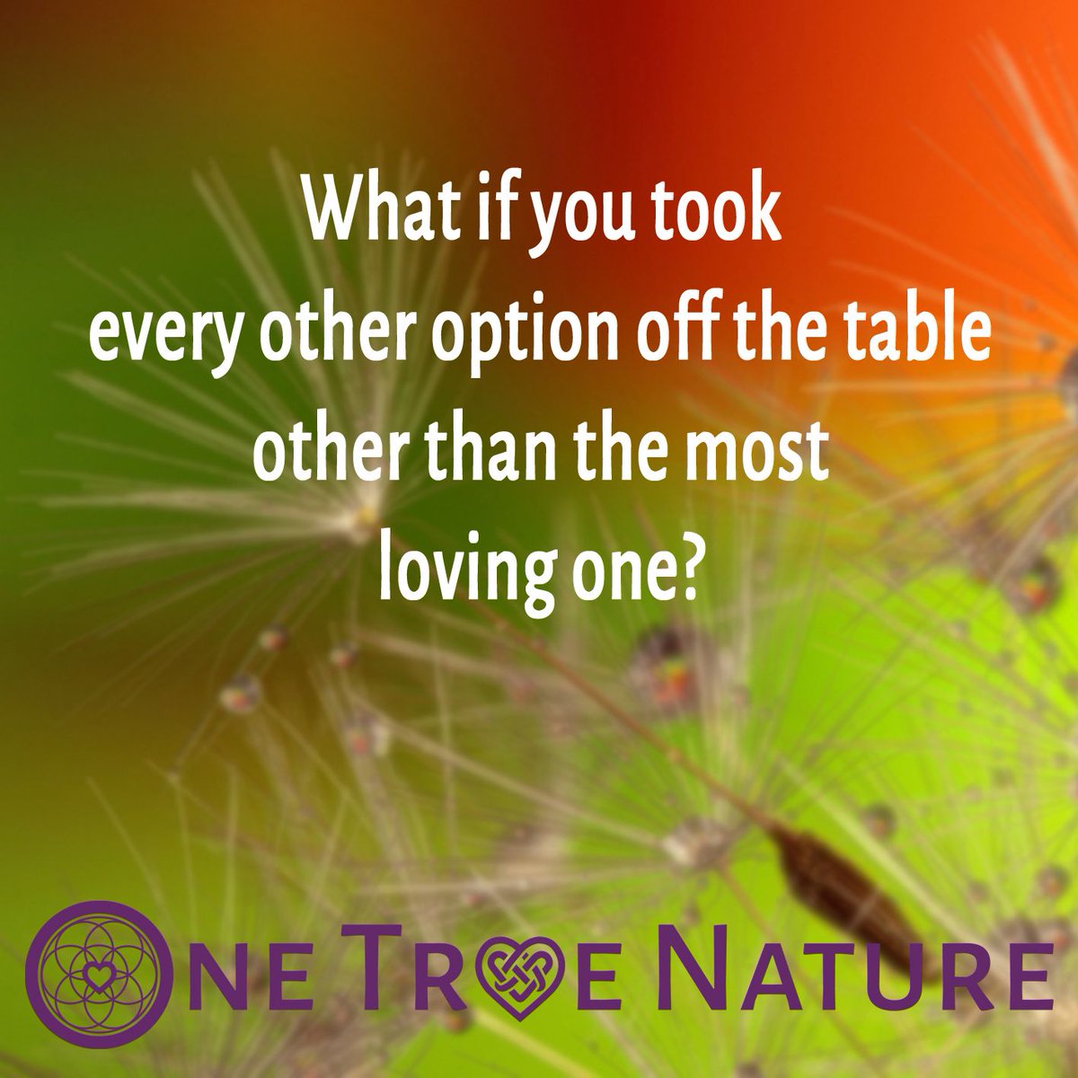 OneTrueNature's tweet photo. Resolutions rarely last. Back to life busy-ness washes them away or they feel too inflexible to apply amid the ever changing challenges of life. How about a question instead? How different might your year be if you asked yourself this question every morning? #resolutions #NewYear https://t.co/qoOofUQR5v