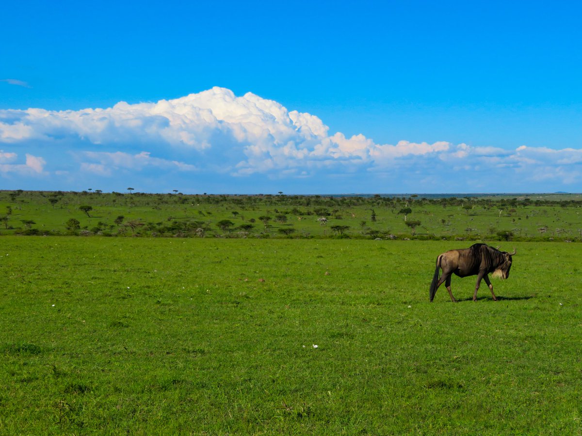 john_olve's tweet image. Nytt år, og på savannen går livet sin vante gang.