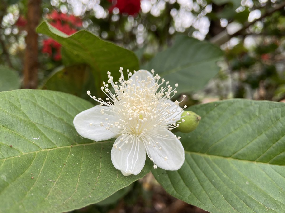 tech2touch's tweet image. #shotoniphone11 #shotoniphone #flowerphoto #guava #guavaflower #Indianphotography #mobileshot #smartphonephotography