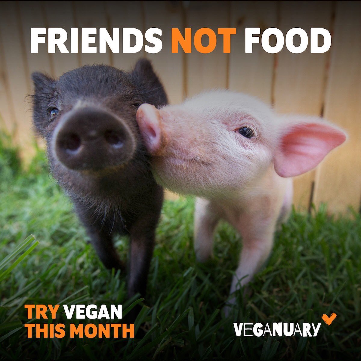 We’re proud to support <a href="/veganuary/">Veganuary</a> 💜 #Veganuary2020 #2020NewYear 

📸 Edgar's Mission