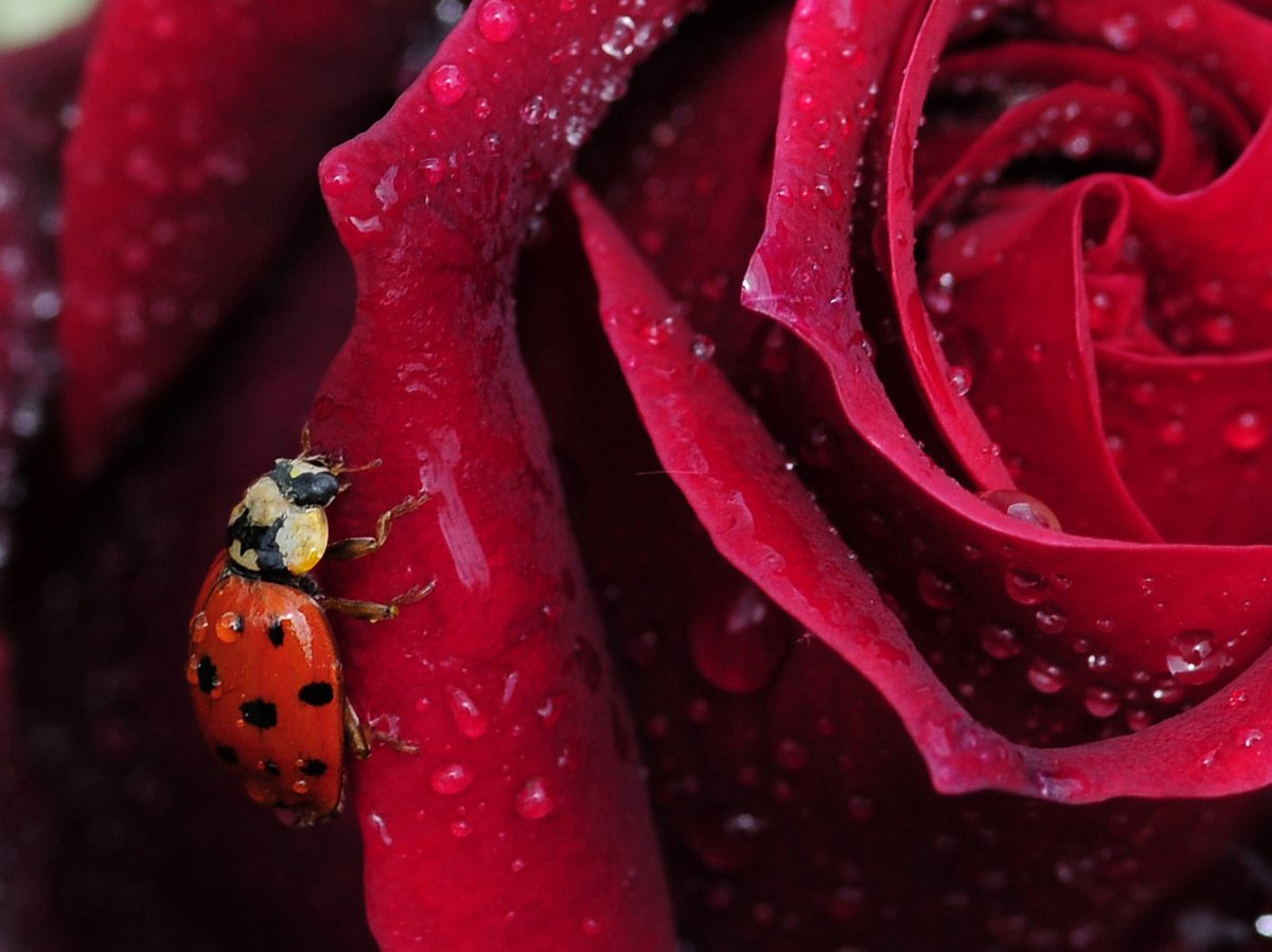 RoyEntSoc's tweet photo. A very Happy New Year to our members, fellows and supporters on social media!
We wish you all the best in your entomological endeavours in 2020, take a look at what we are up to this year including #ento20 in August:
https://t.co/hESfxNWZpp
📷William Richardson https://t.co/hPdmmkjmrM