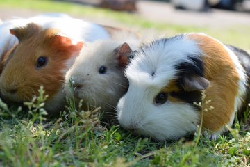 ザリガニ釣り埼玉で爆釣れスポット5選 ペットボトル仕掛けの作り方やエサのおすすめは 夏休みfun