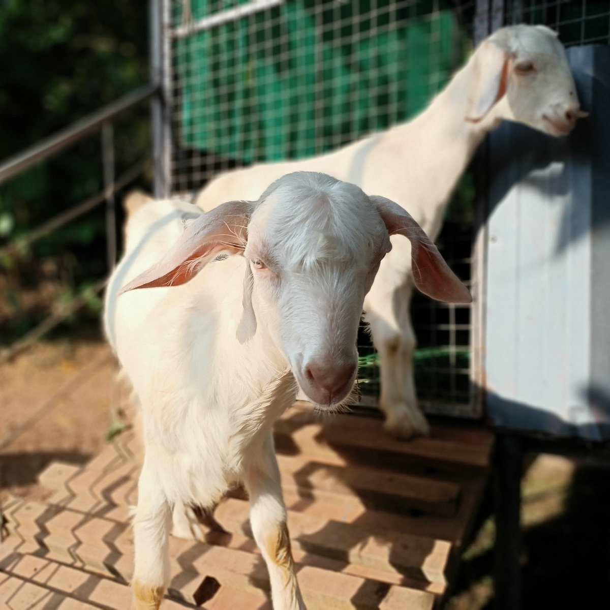 GOATFARMING1's tweet photo. https://t.co/UtgnwJ0SEK