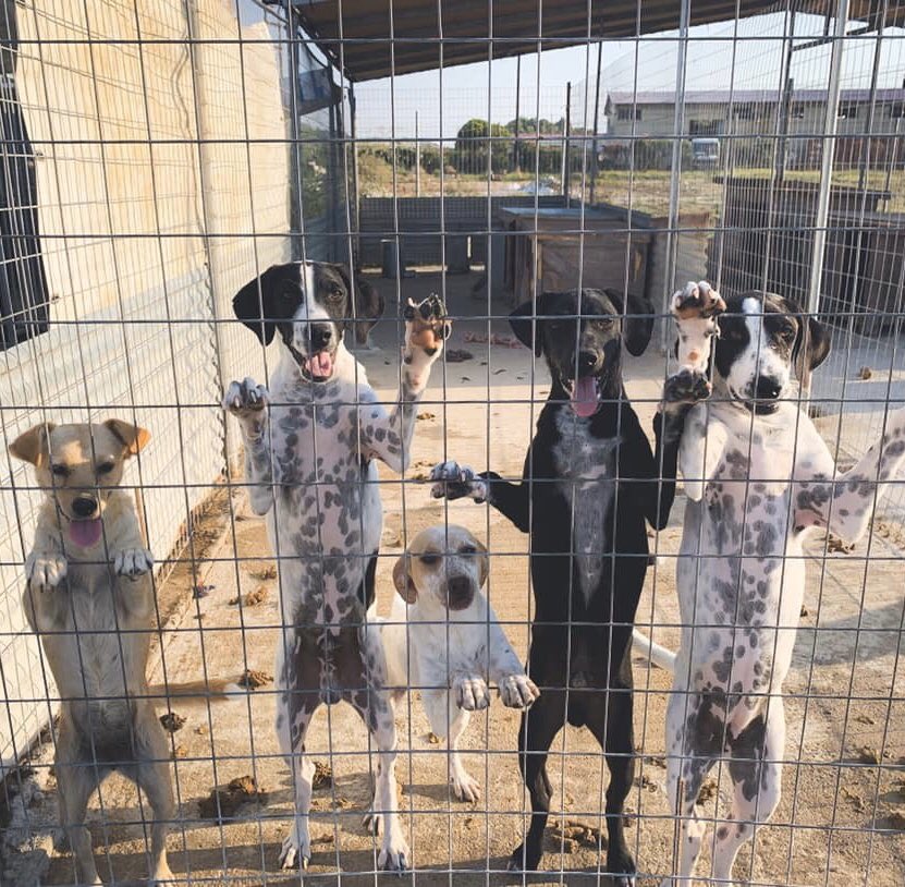 🎊🐶#HappyNewYear everyone! 🐶🎊
Thankyou to everyone who has given these lovely strays a chance at a new life-we rehomed 445 dogs in 2019-with your tweets/ #Facebook shares &amp; support-we’re #grateful ! Here’s to another year saving more of these precious #Dog lives!💕

#Adopt