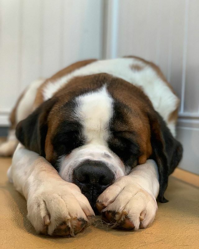 thebarkeley's tweet image. “My new year’s resolution is to get as many boops as I can! Will you help me” -Hugo
.
📸: @photography.tdvg
🐶: Hugo
.
.
.

#newyear #newyearnewme #newme #cute #doggos #dog #adorable #boop #boopmynosechallenge #boopthesnoot #boopmysnoot #boopboop #sain… ift.tt/2QijfX7