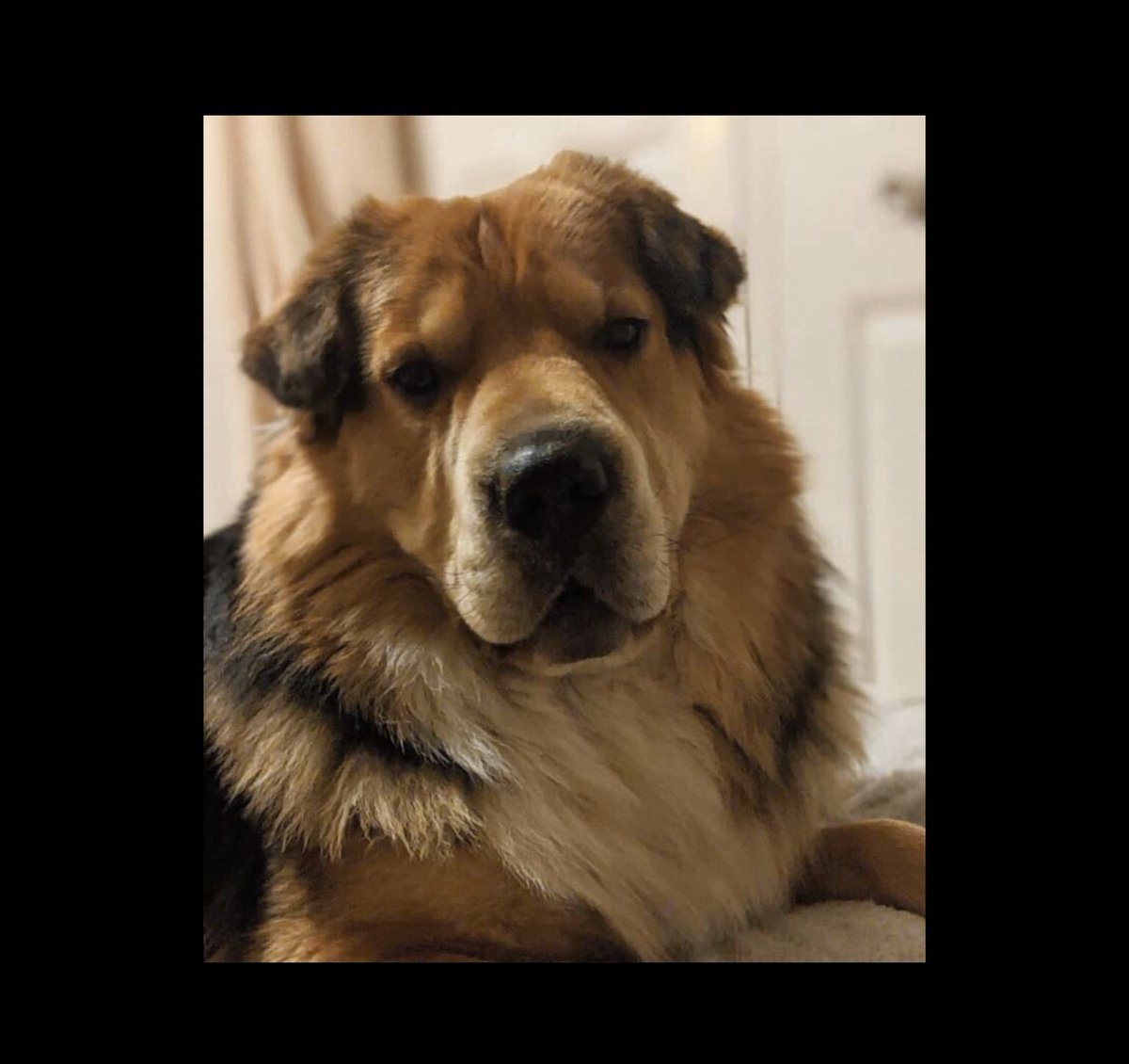 Ex #Zante stray Simba was part of a litter who would have died without being #rescued . Simba is a wonderful, lucky #Dog -he’s #loved &amp; happy in his fab #family 

It is the support our volunteers receive from kind people which helps us save innocent lives. We’re so #grateful 💕