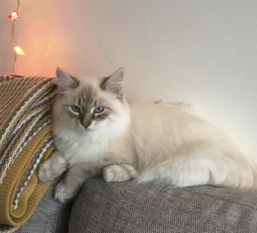 Anyone spotted this little fella around The Woodlands please? 
Please DM.  He's just a bubba.