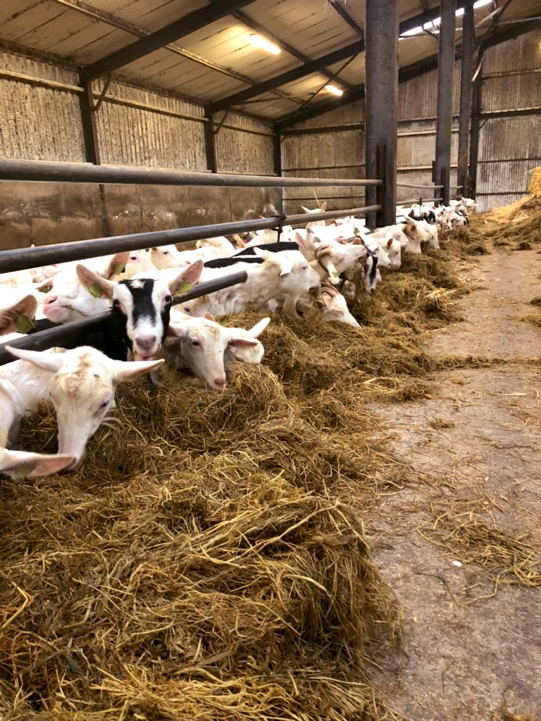 Boyne Valley Cheese tweet media