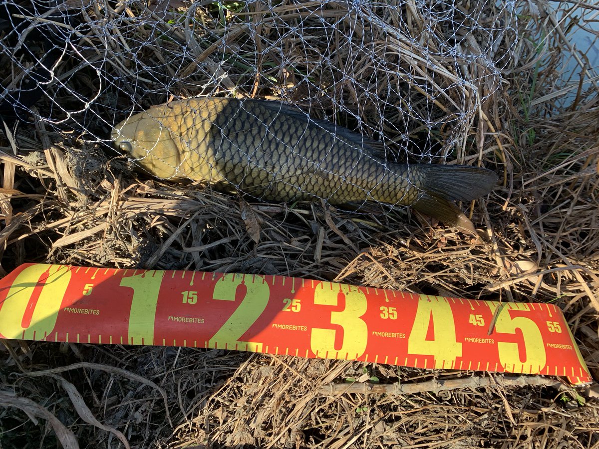 igarashi's tweet photo. 今年1匹目は50センチくらい。こいつの前にかかったやつは元気で針を伸ばされた。こいつもなかなか元気で結構危なかった。年間50匹目標に向けて幸先が良いスタート https://t.co/vn86NWVy12