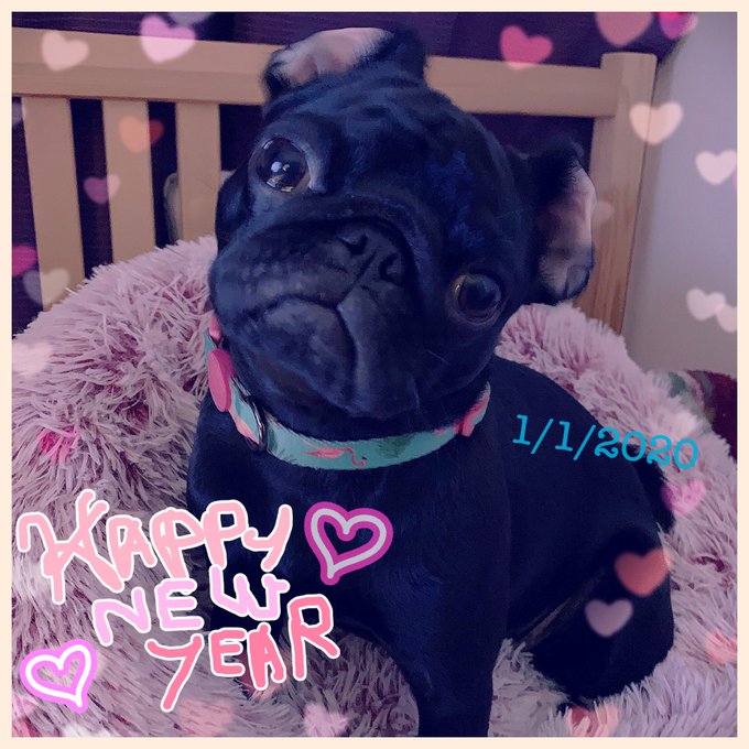 謹賀新年  お鼻なしの黒ねずみさん〜❤︎  #pug #パグ #黒パグ #子年 #新年 #お正月 #2020年 #うちの #blackmonster #大人になったよ #ことよろ https://t.<a href="/tag/pug"class="tags">#pug</a><a href="/tag/%E3%83%91%E3%82%B0"class="tags">#パグ</a><a href="/tag/%E9%BB%92%E3%83%91%E3%82%B0"class="tags">#黒パグ</a><a href="/tag/%E5%AD%90%E5%B9%B4"class="tags">#子年</a><a href="/tag/%E6%96%B0%E5%B9%B4"class="tags">#新年</a><a href="/tag/%E3%81%8A%E6%AD%A3%E6%9C%88"class="tags">#お正月</a><a href="/tag/%E3%81%93%E3%81%A8%E3%82%88%E3%82%8D"class="tags"><span>#ことよろ</span></a><a href="/tag/blackmonster"class="tags"><span>#blackmonster</span></a><a href="/tag/2020%E5%B9%B4"class="tags"><span>#2020年</span></a><a href="/tag/%E3%81%86%E3%81%A1%E3%81%AE"class="tags"><span>#うちの</span></a><a href="/tag/%E5%A4%A7%E4%BA%BA%E3%81%AB%E3%81%AA%E3%81%A3%E3%81%9F%E3%82%88"class="tags"><span>#大人になったよ</span></a>