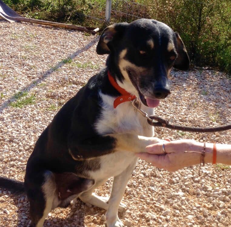 ❤️Huge thanks to the great football team <a href="/YoungGuns_FC/">Young Guns</a> for their ongoing donation❤️
Every #donation pays for #Dog / #cat food or essential vet treatment. We have no salaries, no rent-so the kindness of supporters directly enables us to save lives. We are #grateful 💕 

#teamwork