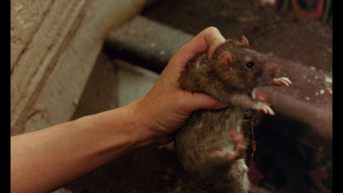 Junichi 是空 Llc ウチの映画で 子 ねずみ 映画 処刑軍団ザップ 登場するネズミ は ベン ウィラード のタレントネズミ インフェルノ 観た者全てに と思わせるホットドッグ屋さんに繋がるシーン 猫の仇をネズミが取る