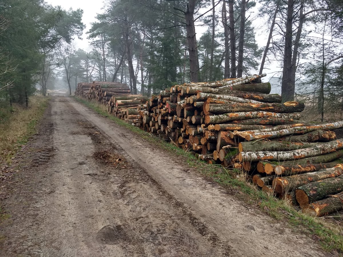 annemarierozen's tweet photo. Wandeling gemaakt door het #Leenderbos. Met dit tempo van kappen kun je de naam beter wijzigen in The #Killingfields of #Leende.  Walgelijk hoeveel er gekapt wordt voor subsidie van de EU &amp; kabinet Rutte. Ze vernietigen onze Longen / Zuurstof / Leven!  Draad hieronder https://t.co/VQB47h1iFM