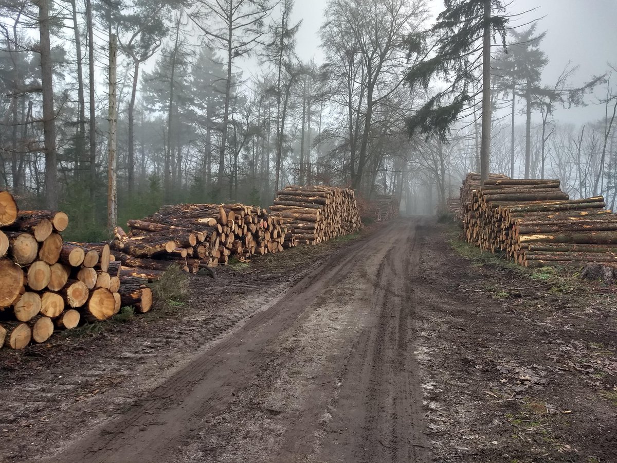 annemarierozen's tweet photo. Wandeling gemaakt door het #Leenderbos. Met dit tempo van kappen kun je de naam beter wijzigen in The #Killingfields of #Leende.  Walgelijk hoeveel er gekapt wordt voor subsidie van de EU &amp; kabinet Rutte. Ze vernietigen onze Longen / Zuurstof / Leven!  Draad hieronder https://t.co/VQB47h1iFM