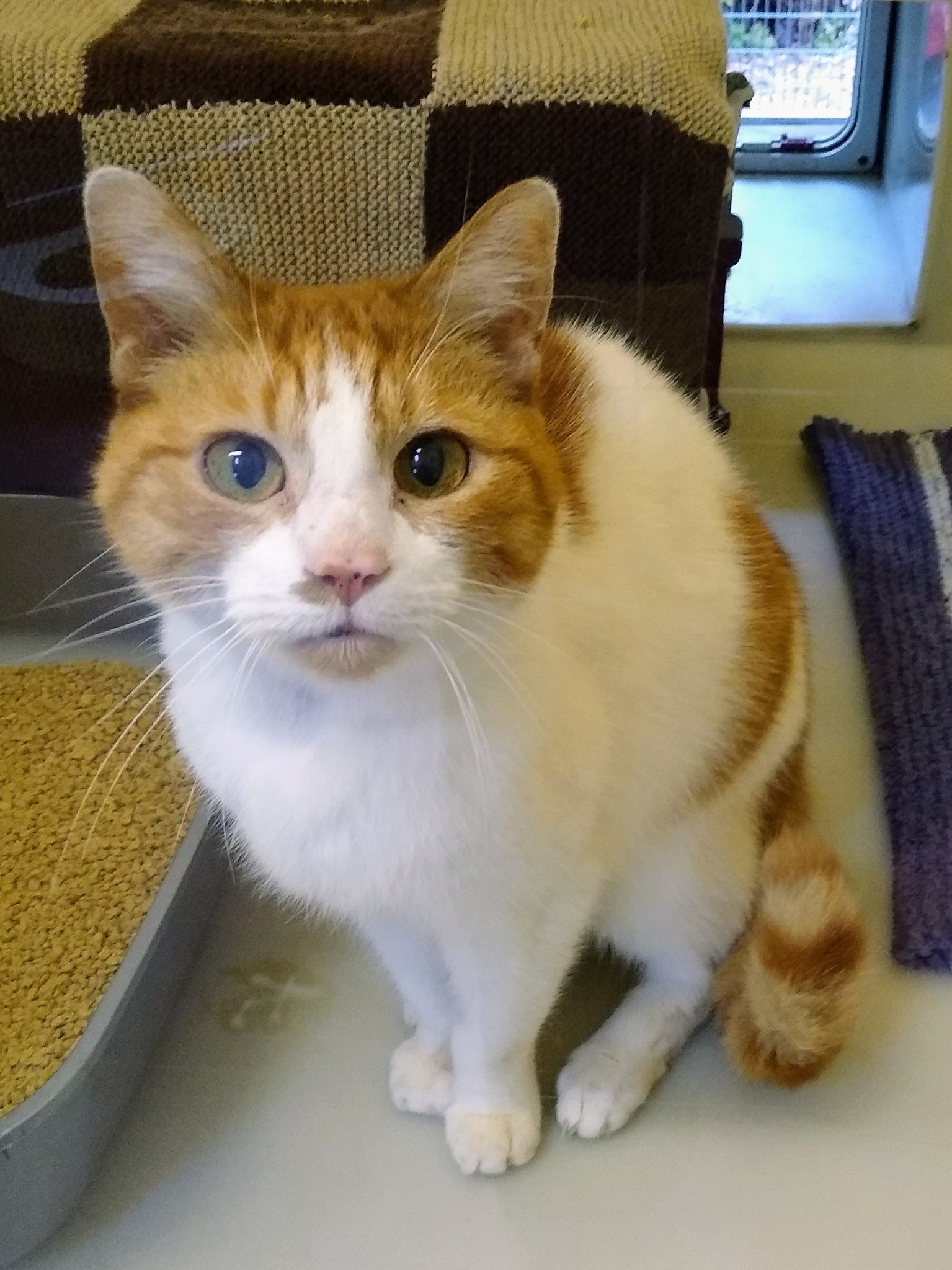 stubbington ark cats for adoption