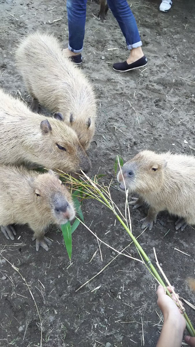 子年なのでカピバラの写真アップする。今年もなでなでしに行きたいですね
それぞれの撮影場所：那須動物王国、カピバランドPUIPUI、市原ぞうの国、アロハガーデンたてやま