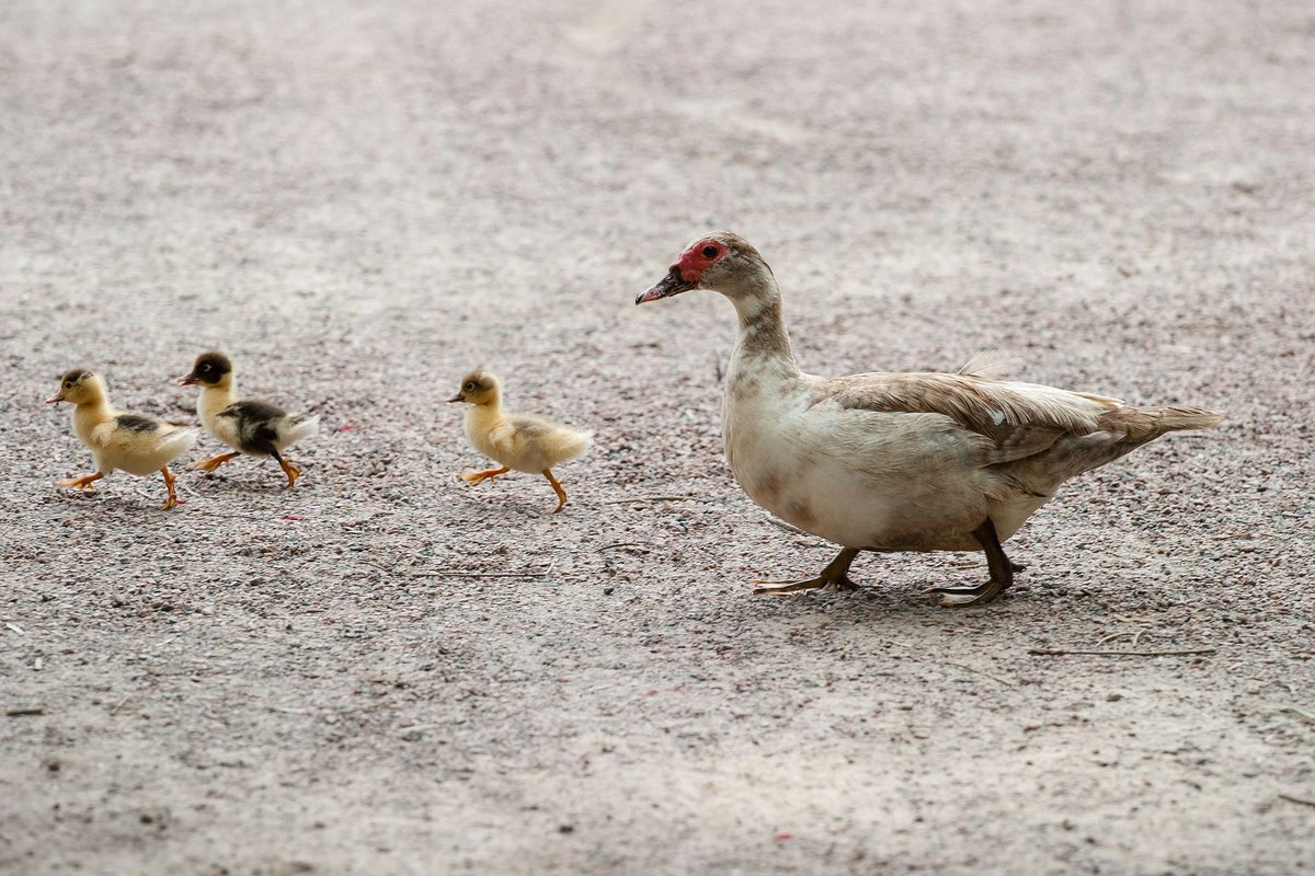 ContractStore's tweet photo. Make it a new year's resolution to get your legal ducks in a row.  Check out ContractStore's range of contacts and legal templates that can be adapted to suit your needs.  https://t.co/qN1TfTlH3B #legaldocuments #contracts #BePrepared #HappyNewYear https://t.co/XVFMjtpADZ