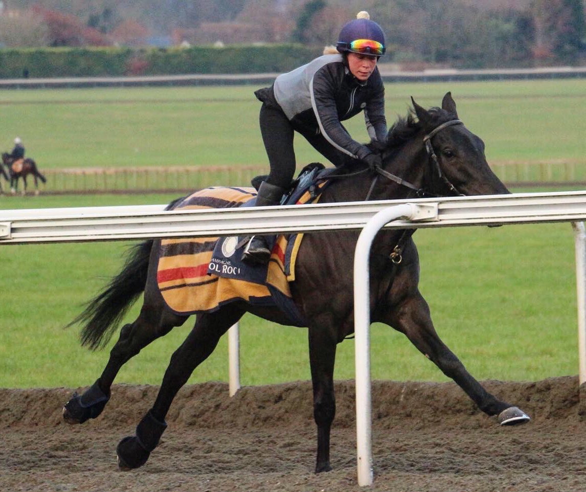 hpalmerracing's tweet photo. DEBBONAIR (Slade Power - Bryanstown Girl) heads to @Southwell_Races this afternoon for the 1m3f Handicap at 3.05pm. @Mitchelljack77 takes the ride. Best of luck to his owners, @commission_air.
.
@DarleyStallions #sladepower #poweredbypolroger https://t.co/9Ze1LVsDSN
