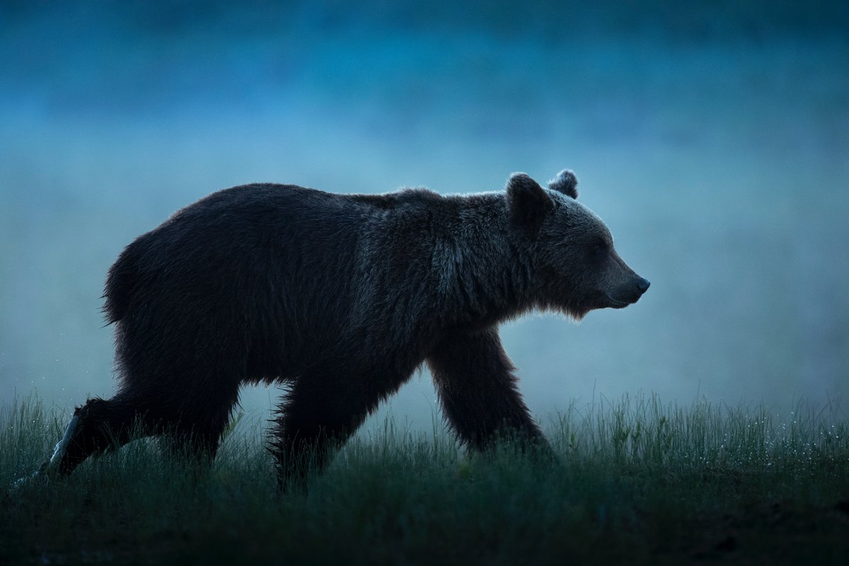 Happy New Year! 

Make 2020 the year you visit Finland, and experience the breathtakingly beautiful wilderness and abundant wildlife this astonishing country has to offer. Here is just 5 reasons why Finland should be on your ‘to-visit’ list! 

bearphoto.co.uk/blog/watching-…