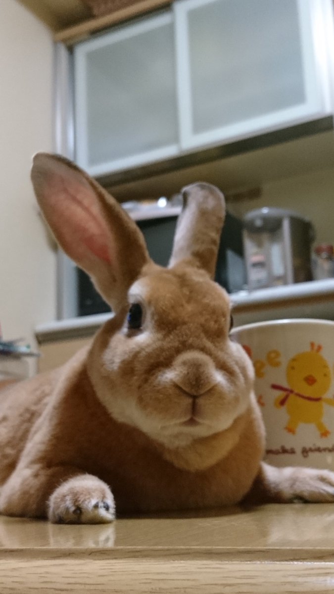 明けましておめでとうございます(*´ω｀*) 今年もよろしくお願いします(*´ω｀*)