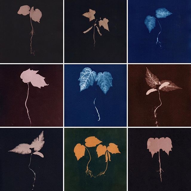 Happy New Year all! Wishing you a productive and creative year ahead! 

Here’s ’Lungs’ a new series symbolising hope, growth and renewal for 2020. 

#happynewyear #contemporaryart #emergingartist #analoguephotography  #contemporaryphotography #cyanotype #printmaking #artforsale