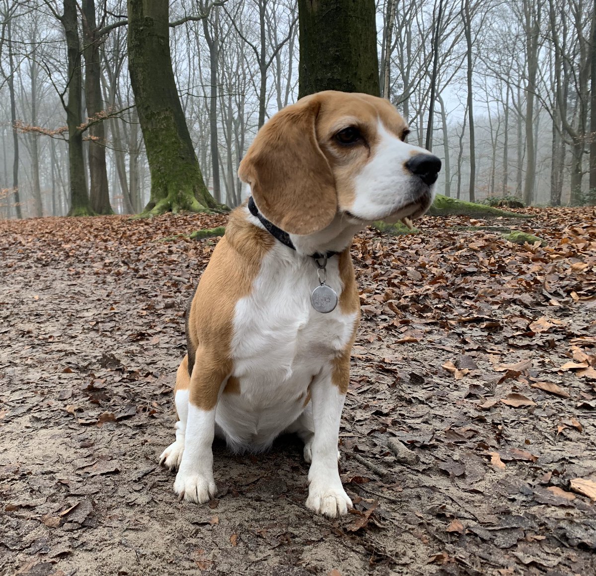 Veel liefs en gezelligheid in 2020 🌟.  Wandel, wees mild en lief, werk met toewijding en zorg voor elkaar. Het wordt een prachtig nieuw jaar ❤️