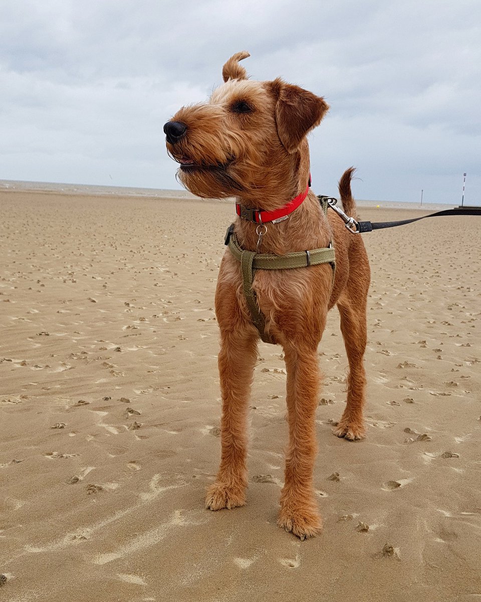 Cant wait to see what the New Year brings 🎉❤🐶

#2020NewYear #happynewyear2020 #NewYear #HappyNewDecade #2020 #vanleeuwenirishterriers #irishterrier