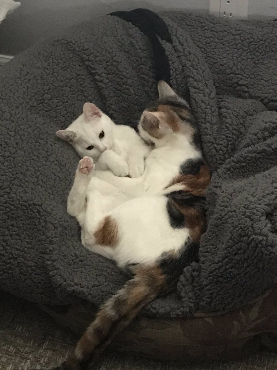 Happy new year everyone. 2019 was rough but ended on a high note. Life is looking good and I couldn’t be more happier. Here’s a cat pic. I love them so much