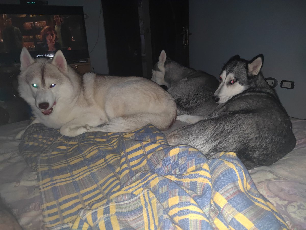 My babies
