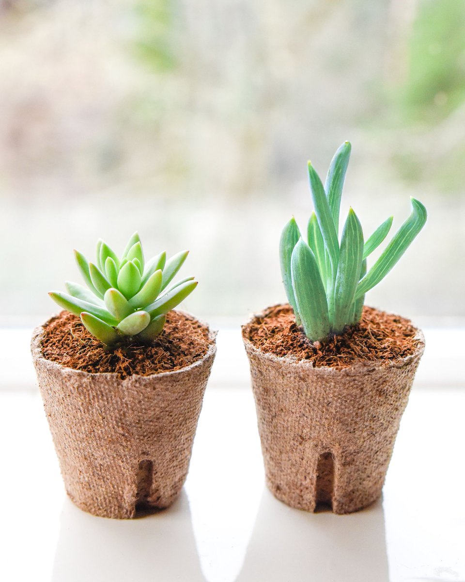 sucstu's tweet photo. January succulents are HERE, and we’re kicking 2020 off with a special Blue Box! On the left is a Sedeveria ‘Blue Burrito.’ 🌯 On the right is a Curio Repens, also known as Blue Chalksticks. ⛷️#januarybox #subscriptionbox #succulents https://t.co/ORgRw6Iw24