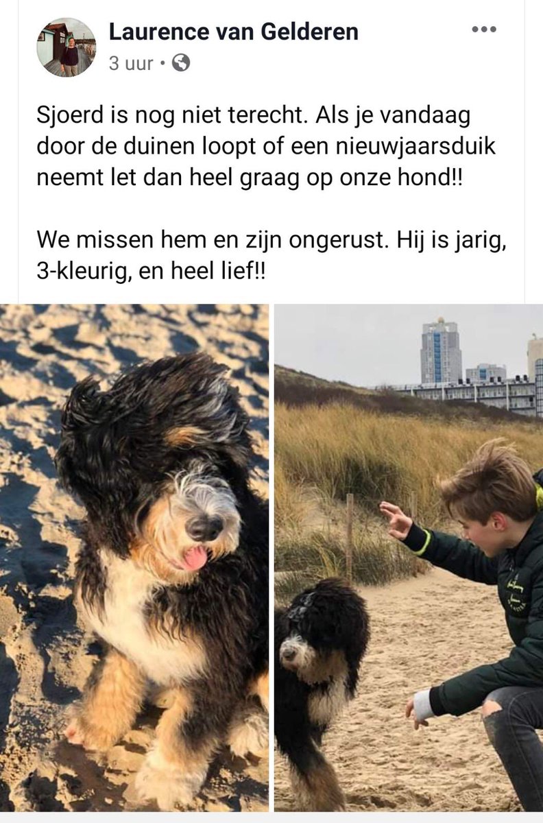 Herhaalde oproep: hond Sjoerd van 6 maand is nog zoek in duingebied #Meijendel. Sjoerd is vanaf strand Wassenaarseslag richting Scheveningen gelopen en toen het duin in. RT = Fijn!