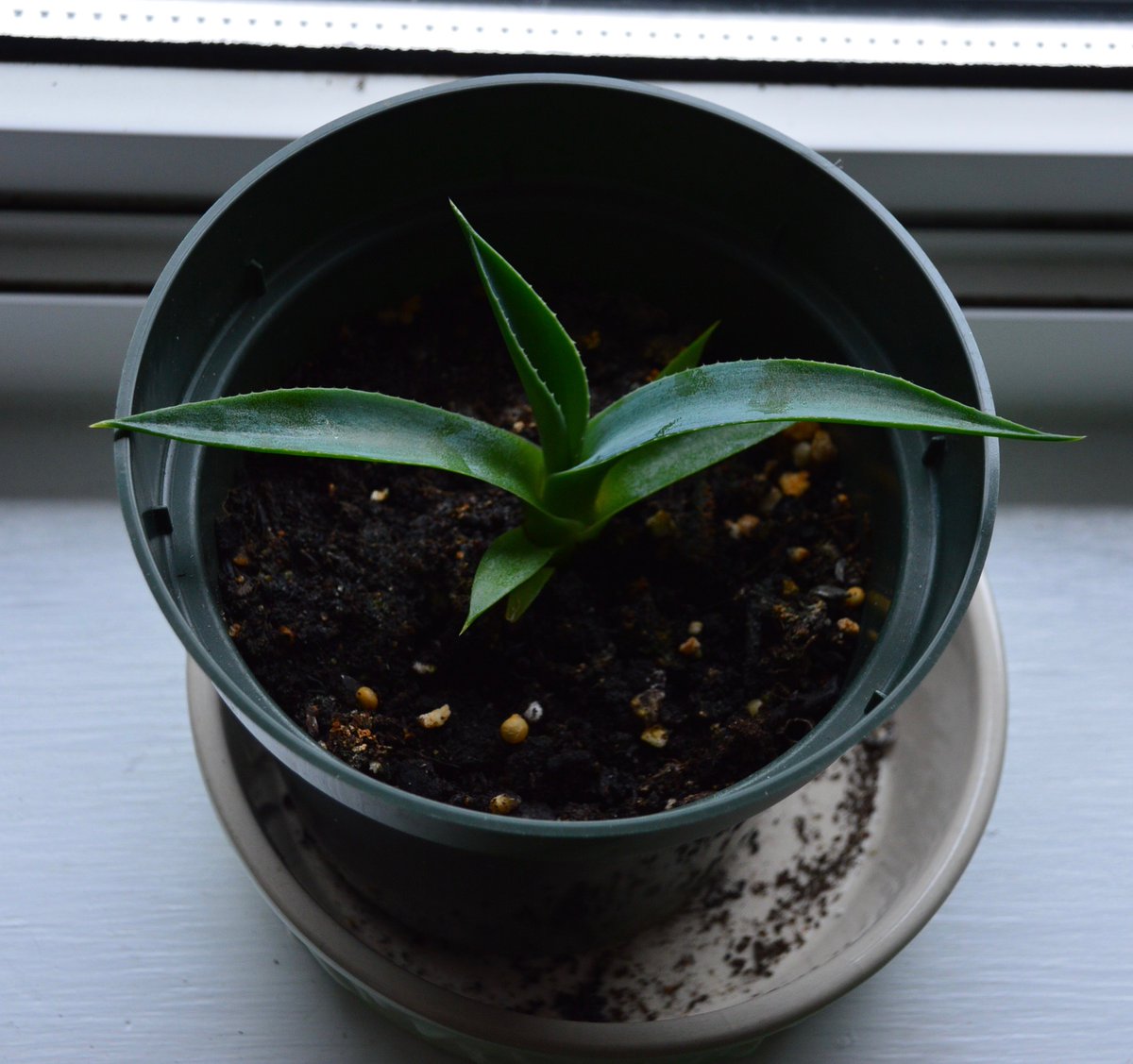 Happy 2020! Here's to happy possibilities, resilience & resolve that good things will happen. Like Baby Agave Maria growing from a random seed to this mini version of her ma in 10 months. @Halifaxseed @NikiJabbour @GreenhouseNs #Agave #HalifaxLocal