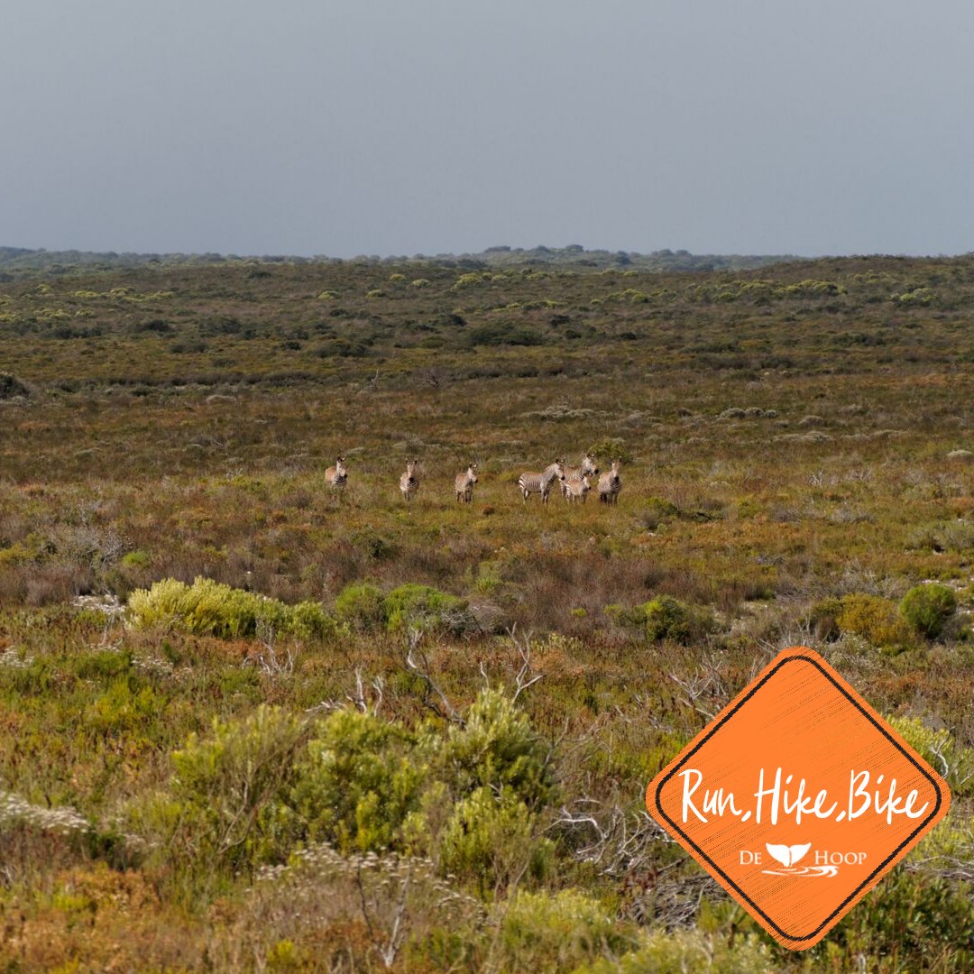 De Hoop Collection tweet media