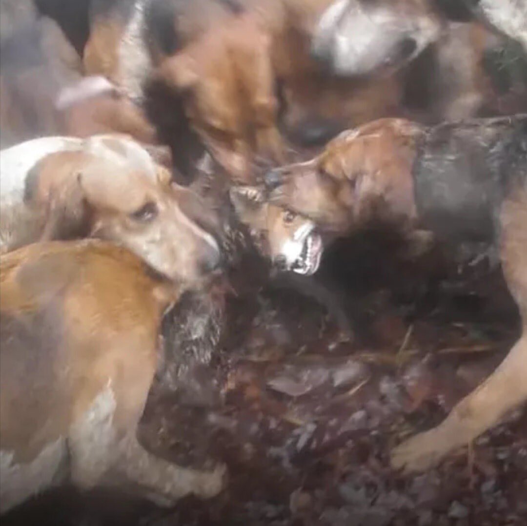 Imagine waking up and thinking I’ll put on red jacket, get my horses and dogs (all acceptable until) ride around north Derbyshire to find a fox to chase to exhaustion and tear apart. Outdated, outnumbered 💚 2020 is not going to be the year of uncontested fox hunting here