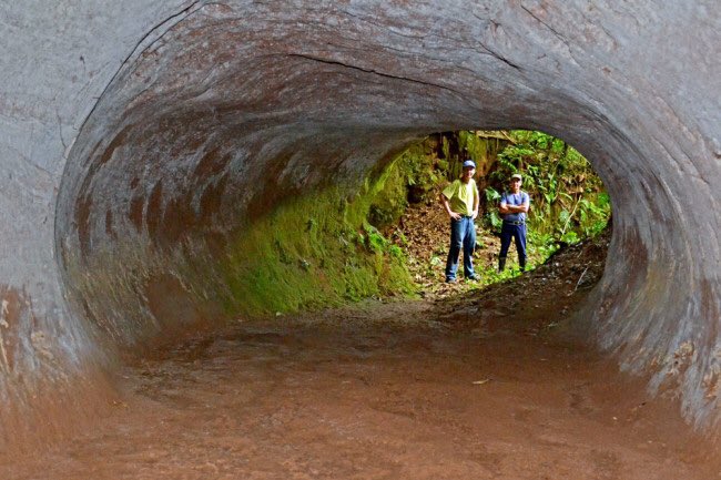 Giant sloths in South America excavated ENORMOUS tunnels during the Pleistocene. These remarkable megaburrows preserve the claw marks from the beasts that engineered them. More details and image credits here  https://www.discovermagazine.com/planet-earth/get-lost-in-mega-tunnels-dug-by-south-american-megafauna