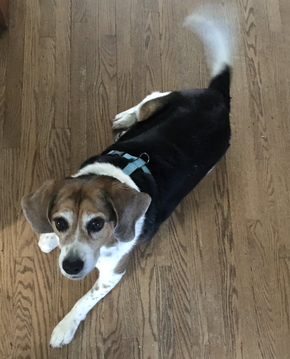 Beagle #5 we get to spoil ( check out her wagging tail) #beagle #dogsofyeg #petsitter