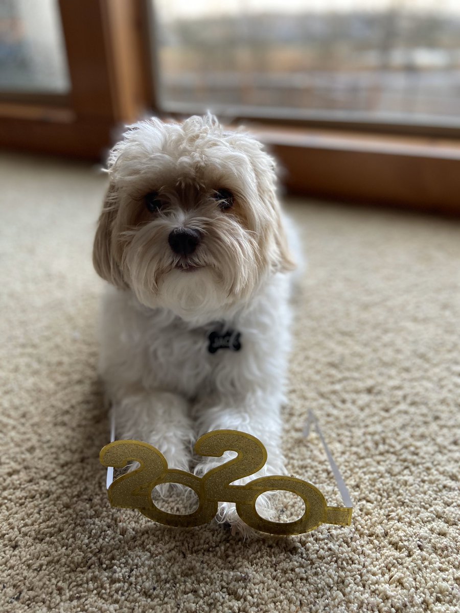 DontTouchTheFur's tweet photo. Happy New Year! #2020 #clearvision #ineedahaircut https://t.co/NVK468lv7A