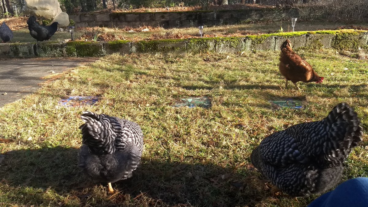 SaviorOfNoMercy's tweet image. //Chickens are out enjoying the unseasonably warm day.