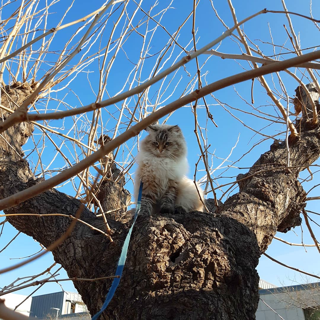 lagatabeth's tweet photo. Estoy en un árbol 😺🌳 #meinatree #blueskies #Barcelona #bethelona #barcelonacat #gatobarcelonés #gatodebarcelona #gato #gatosiberiano #siberiancat #cats #ねこ #catwalk #catwalking #CatsOfTwitter #gatosconcorrea #catsonleashes https://t.co/iKLo4Sy6Td