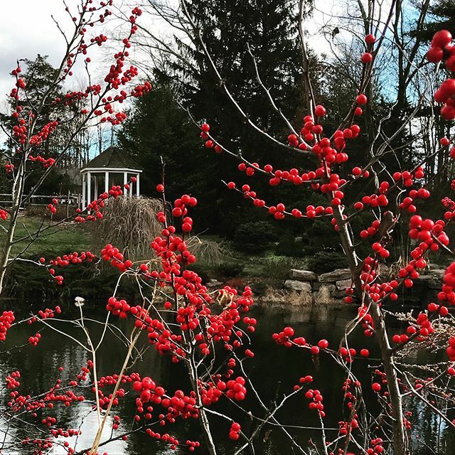 Resolution #1 : Make time to enjoy quiet, simple beauty.
Happy New Year 2020 to All!! #newyearsresolution #newyears2020 #landscapedesign 
#landscapedesigner #landscaping #landscape #gardendesign #gardendesigner #nativeplants #pollinatorgardens #christens… ift.tt/2FhB3el