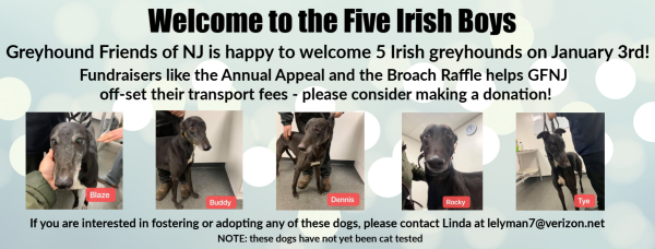 GFNJ is welcoming 5 Irish greyhounds this week!
#irishgreyhounds
#welcometonj 
#theirisharecoming