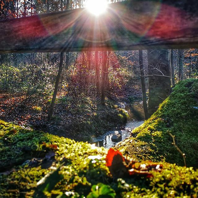 FriendlyUser's tweet image. Hello 2020. Please stay this way.
#firstdayoftheyear #outinthewoods #sunshine #huaweip30pro ift.tt/36bj45j