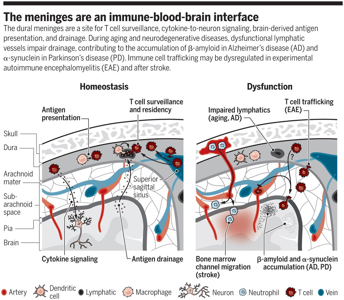 Science Magazine (@sciencemagazine) on Twitter photo Recent studies have identified entry and exit points for immune cells, cytokines, and brain-derived antigens or waste molecules through distinct anatomical routes in the meninges membranes surrounding the brain. Learn more: fcld.ly/eeg38vs #SciMagPerspective Recent studies have identified entry and exit points for immune cells, cytokines, and brain-derived antigens or waste molecules through distinct anatomical routes in the meninges membranes surrounding the brain. Learn more: fcld.ly/eeg38vs #SciMagPerspective