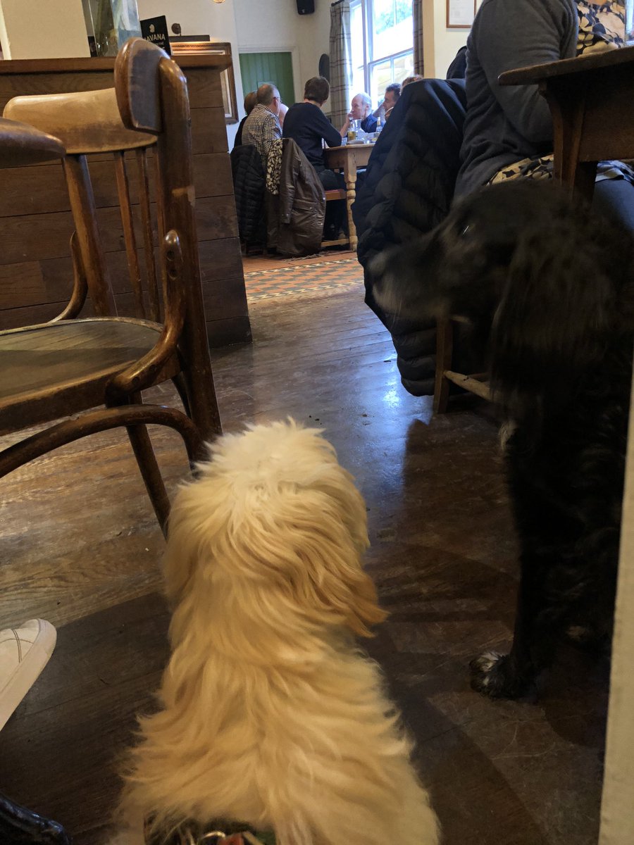 SocialPennyB's tweet photo. Luna just checking that the @alfordarmsHP1 #NewYearsDay #RecoveryBrunch is going to plan..... it is. 🍽🍾 https://t.co/MGjvFUWuOT