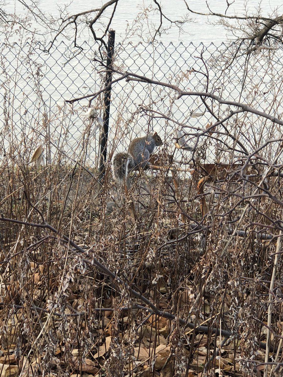 animals_nyc's tweet photo. Camouflage squirrels ✨ https://t.co/SomB8vobPC