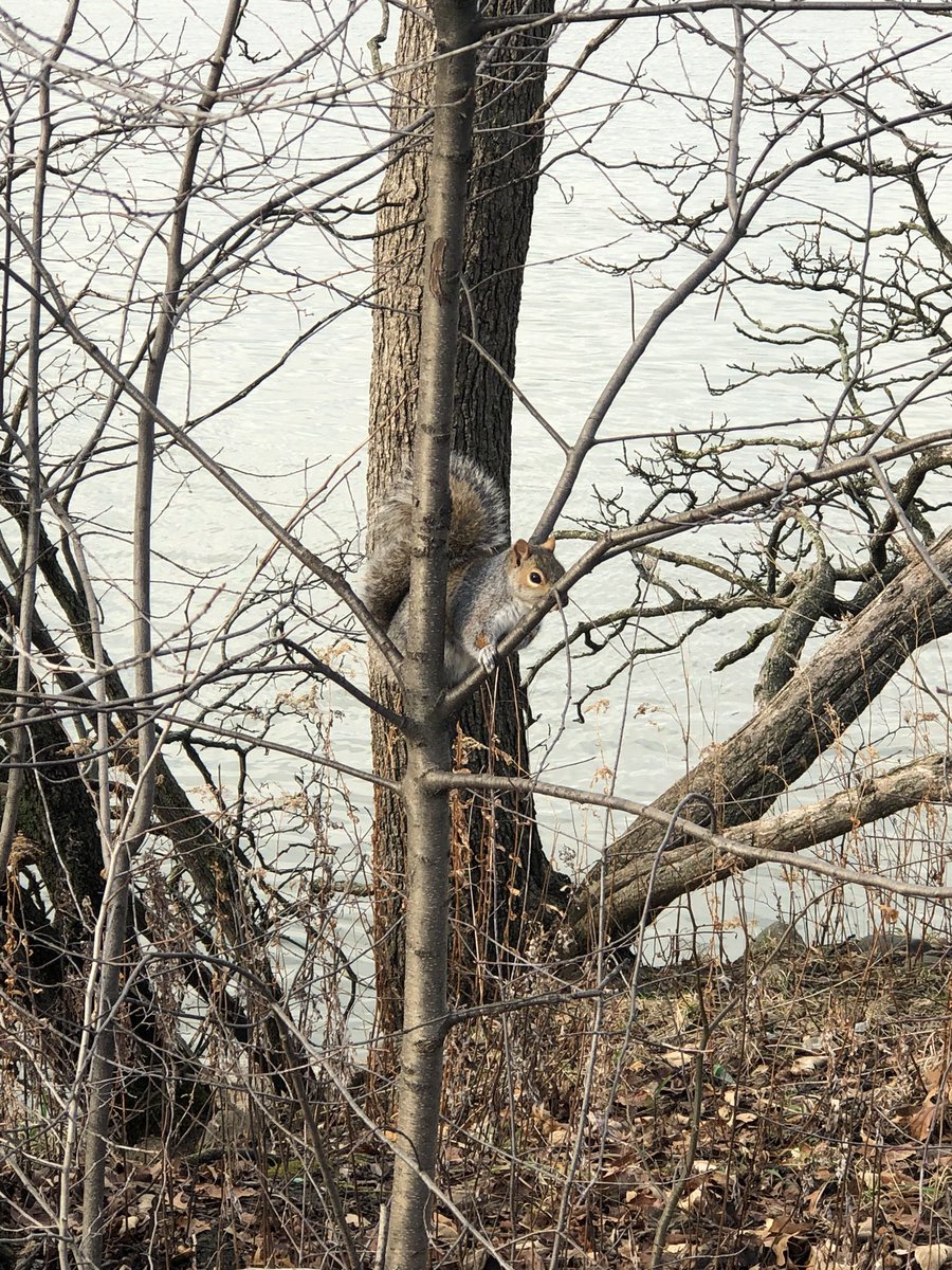 animals_nyc's tweet photo. Camouflage squirrels ✨ https://t.co/SomB8vobPC