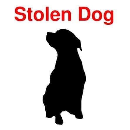 REGGIE 🔥‼️STOLEN‼️🔥Male red brindle &amp; white/young adult #Bulldog 
26/12/19 CHIPPED #Stolen #HouseBurglary #Middlleton #LEEDS #LS10 
#WestYorkshirePolice investigating force 
LARGE REWARD for safe return 
💔PLS SHARE-FAMILY ARE HEARTBROKEN

doglost.co.uk/dog-blog.php?d…

So sad 😞