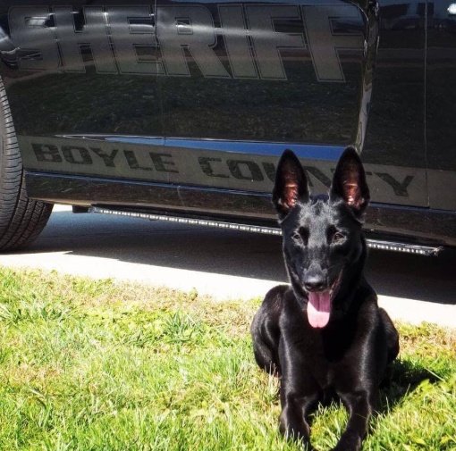 k9sofvalor's tweet photo. K9 Niki
EOW: 12-31-2019
Handler: Capt. Casey McCoy
The Boyle County SO is mourning the loss of one of their own. 9yr old, K9 Niki was killed when a truck struck her patrol vehicle. Her handler was treated &amp; released from the hospital. Please keep the McCoy family in your prayers. https://t.co/DySMuTPoEb