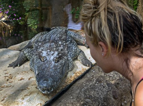 statistiekcbs's tweet image. Hoeveel Nederlanders zijn er overleden als gevolg van een krokodillenbeet? Lees het in de top 100 van @statistiekcbs. Heb je de CBS top 100 gemist? Lees alle 100 weetjes hier: cbs.nl/nl-nl/achtergr…