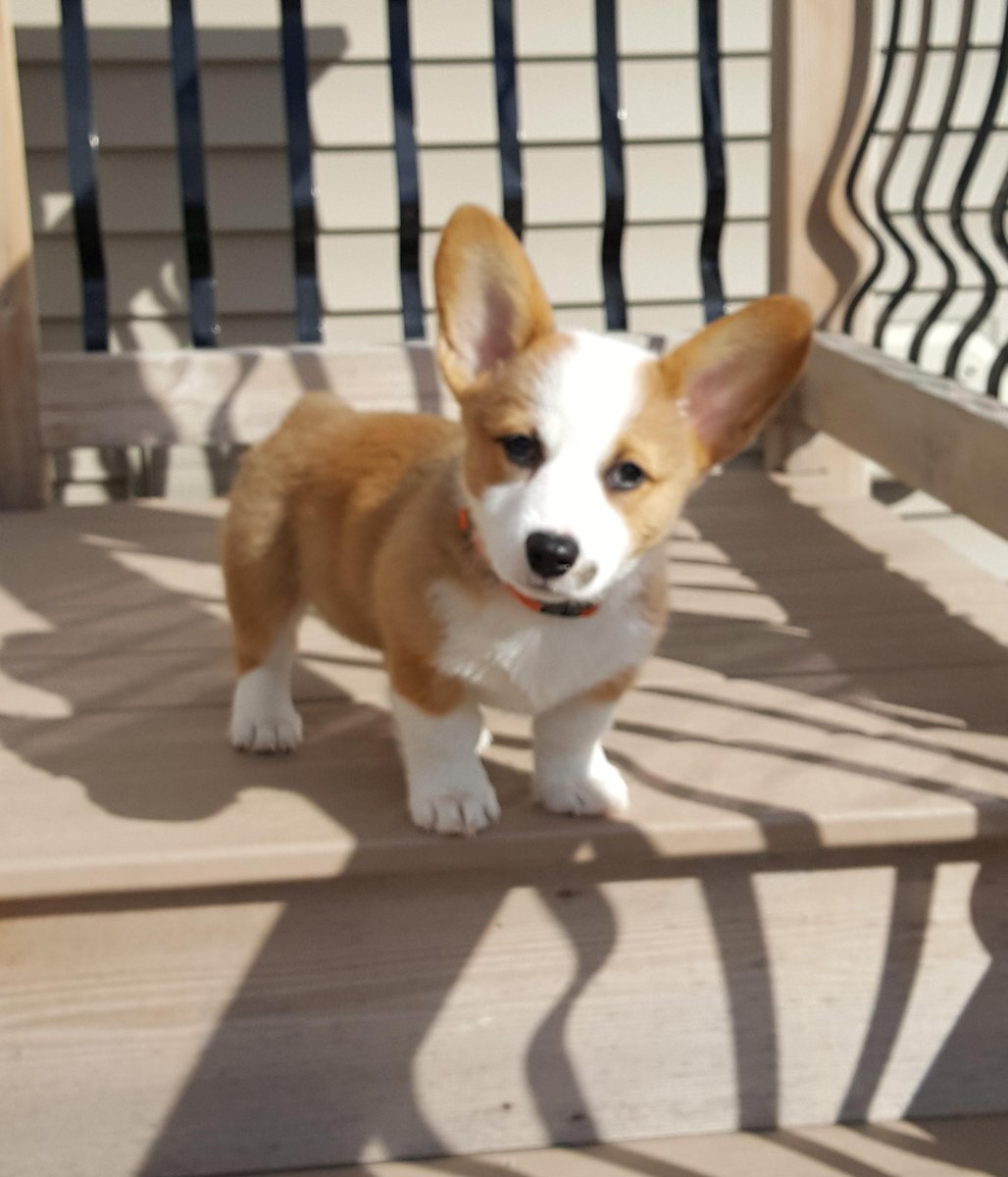 ShiveHattery's tweet photo. Freckle Face Ellie would like to wish you a Happy New Year! She'd also like to know where all the snow is...she was looking forward to playing in it! #PetsofShiveHattery https://t.co/IEOeo9gMSO